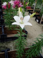 [1694 IceCrystal DJ No02.JPG]